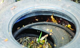 Nova virose em Mato Grosso do Sul