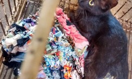 Estudante atira em gato, é preso e multado em R$ 1,5 mil