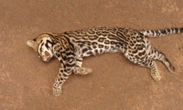 Polícia Ambiental recolhe jaguatirica atropelada na MS-040