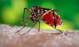 Ministério da Saúde registra 1,5 milhão de casos de dengue no país em 2015