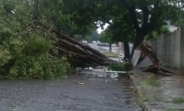 Chuva derruba árvores e deixa bairros sem energia na Capital