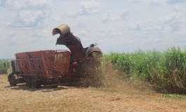 MS processa 3 milhões de toneladas de cana-de-açúcar na segunda quinzena de outubro