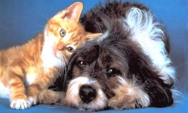 Domingo tem Feira de Adoção de animais em Campo Grande