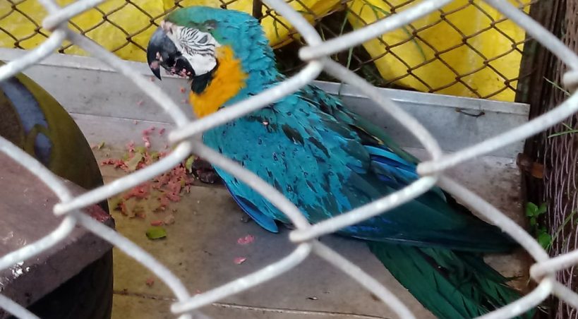Arara é resgatada ferida às margens da BR-262 e encaminhada para o CRAS