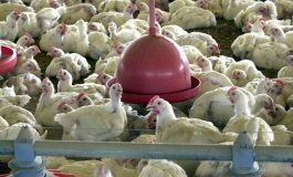 Toneladas de frango produzidas em MS podem conter bactéria salmonella