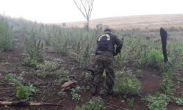 Polícia encontra 10 hectares com plantação de maconha
