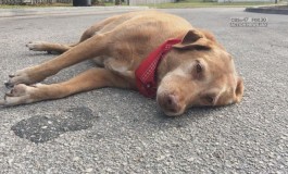 Após acidente fatal, cachorro se recusa a sair de perto de sua tutora