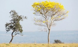 Dia do Cerrado