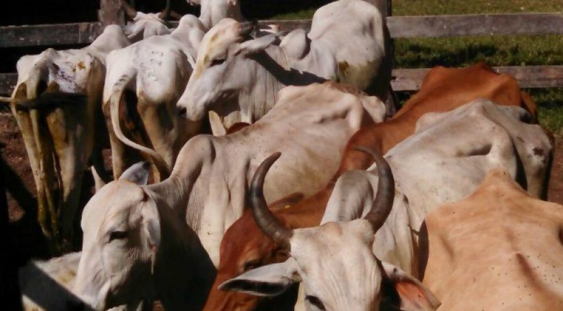 Funcionário de fazenda e comparsas são presos por furto de gado em Aquidauana