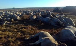 Iagro conclui que intoxicação alimentar matou bovinos
