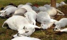 Raio atinge e mata 32 cabeças de gados em fazenda no Estado