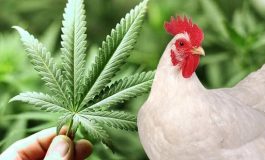 Sobrinho atira no tio após galinhas comerem seus pés de maconha