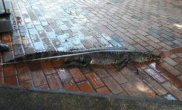 Polícia Militar Ambiental resgata jacaré em barco de caçadores