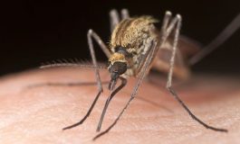 Veja os motivos que tornam você um imã de mosquitos