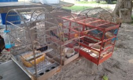 PMA autua campeiro de fazenda por manter aves silvestres ilegalmente em cativeiro
