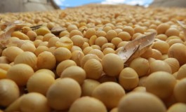 Produtores já semearam 76% da área de soja em Mato Grosso do Sul