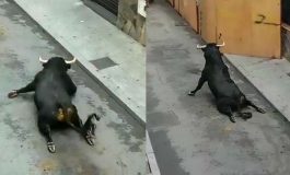 Touro quebra pernas e rasteja em festival na Espanha
