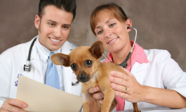 Cursos de auxiliar de veterinário têm novas regras