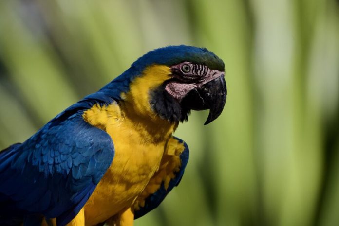 foto-projeto-agua-vida-arara1