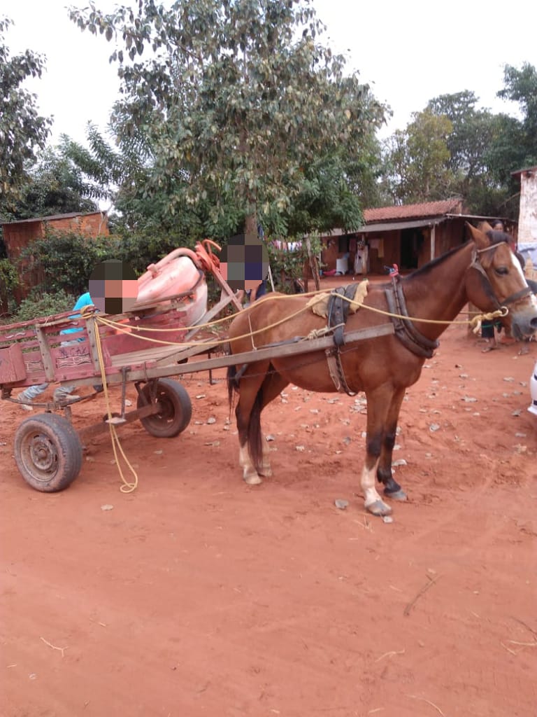 Cavalo é agredido por carroceiro e abandonado amarrado em praça