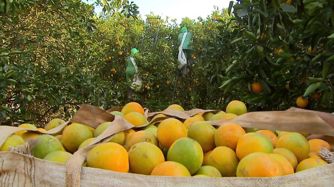 Recentemente Os Produtores De Laranja Do Brasil